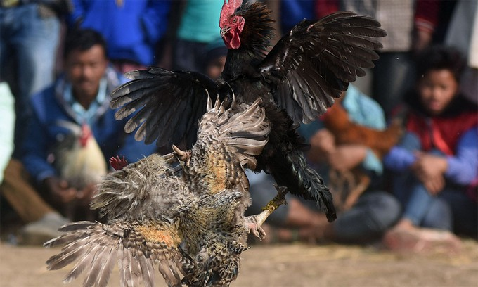 Đá gà Thomo đem đến cho kê thủ giờ phút thư giãn trọn vẹn